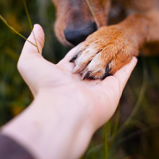 The Importance of Cleaning Your Dog's Paws After a Walk - WilDog