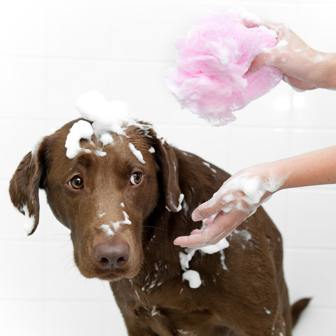 Why Frequent Bathing is Bad for Your Dog and Why Dog Cologne Could Be the Solution - WilDog